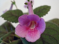 Sinningia 'Chippewa Merry Martha' Sinningia 'Chippewa Merry Martha'